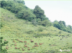 绿色马坊，生态马坊